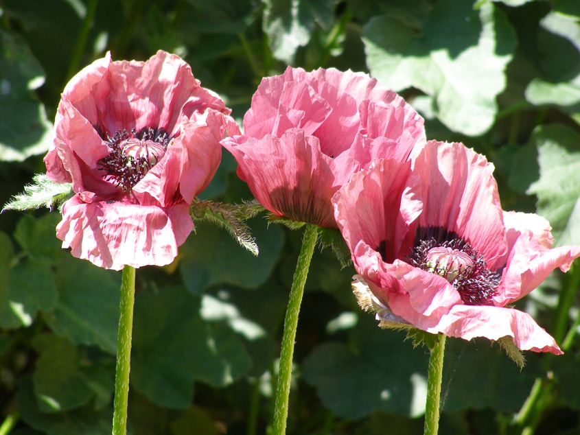Picture - Poppies
